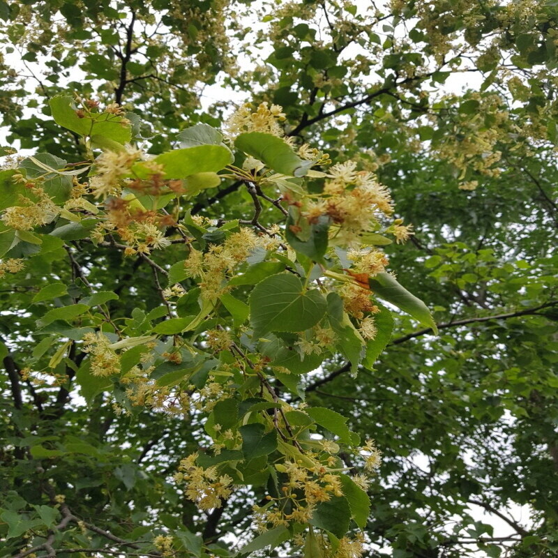 우리들농원,우리들농원 천연야생화꿀2.4kg100%자연꿀 산지직송