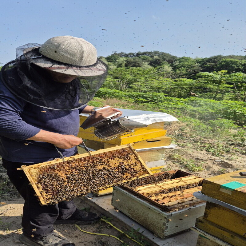우리들농원,우리들농원 천연아카시아꿀 2.4kg 자연꿀 산지직