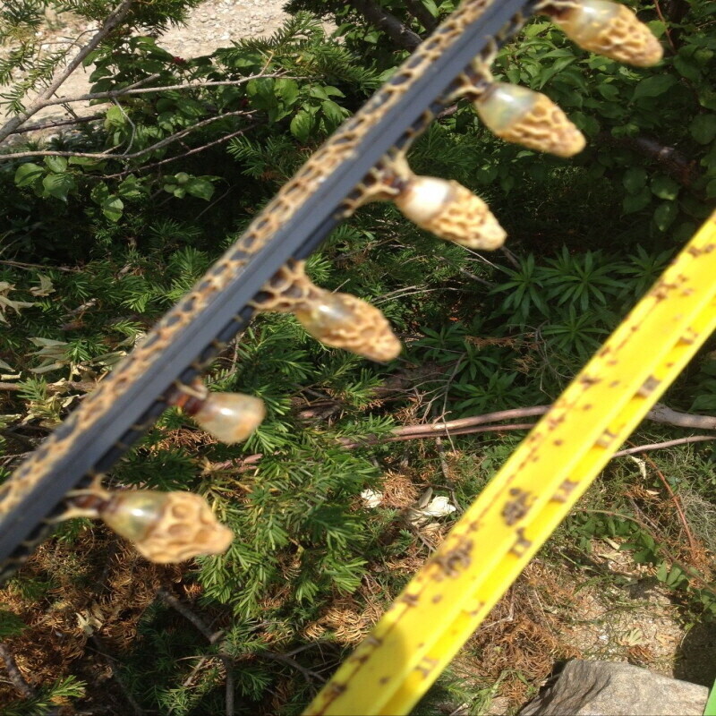 우리들농원,우리들농원 천연아카시아꿀 2.4kg 자연꿀 산지직