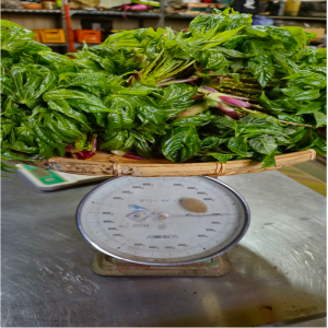 예약출하 강원도 산두릅 강릉 개두릅 엄나무순 1kg 산지직송 향나물 두릅 산나물 제철 봄나물 택배