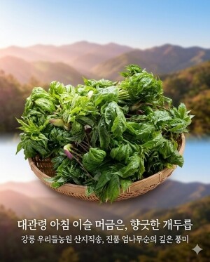 강원도 산두릅 강릉 개두릅 엄나무순 1kg 산지직송 향나물 두릅 산나물 제철 봄나물 택배